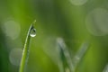 Close-up of a drop of water hanging from a blade of grass with grasses reflected in it. In the background green with light Royalty Free Stock Photo