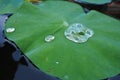 Close-up of a drop of water on lotus leaf Royalty Free Stock Photo