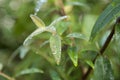 Close up drop water from the mist in the winter on green leaf Royalty Free Stock Photo