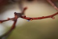 Close-up of a drop of water in the morning after an icy rain. Winter subfreezing weather concept. Monochrome photo Royalty Free Stock Photo