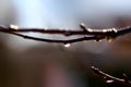 Close-up of a drop of water in the morning after an icy rain. Winter subfreezing weather concept. Motion blur Royalty Free Stock Photo