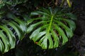 Droplets of green leaf Royalty Free Stock Photo