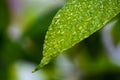 Droplets of green leaf Royalty Free Stock Photo