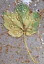 Close up ... dropped one leaf from a tree covered with rain drops