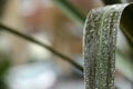 Close up of drops of rainwater cascading down a green palm leaf after an Autumn rain shower in London.