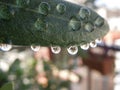 Close up of drops of water on a leaf