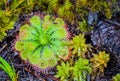 Close up Drosera burmannii with water drop.