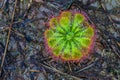 Close up Drosera burmannii Vahl Carnivorous plant with water drop in the morning