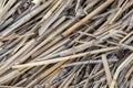 Close-up dry aged reed texture background. Bamboo cane autumn hunting camouflage pattern. Detail of camo surface for hunters