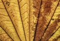 Close up of dry autumn leaf texture background. Royalty Free Stock Photo
