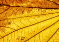 Close up of dry autumn leaf texture background. Royalty Free Stock Photo