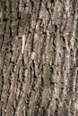 Closeup of dry bark of black poplar Royalty Free Stock Photo