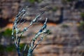 Close up dry branch tree