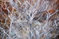 Close up of dry branch tree, macro texture of a grey dry bush Royalty Free Stock Photo