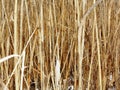 Close up of dry brown reed and grass for use as background or wallpaper. Royalty Free Stock Photo
