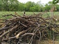 Close up of dry brushwood. Texture of dry twigs