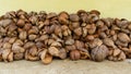 Close up of dry coconut shell and fiber. Bunch of raw brown coconut coir Royalty Free Stock Photo