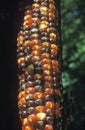 Close-up of dry corn cob with red kernels in Tasalagi Village near Tahlequah, OK