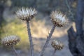 Close-up of dry Cynara cardunculus plant. Wild artichoke. nature and seasons Royalty Free Stock Photo