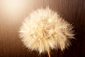 Close-up of a dry dandelion in sunlight