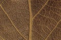 Dry dark brown leaf texture Royalty Free Stock Photo