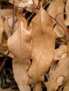 Close up dry Eucalyptus leaf Royalty Free Stock Photo