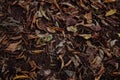 Close-up of dry, fallen leaves on ground Royalty Free Stock Photo