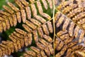 Close up dry fern leaf in the forest Royalty Free Stock Photo