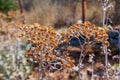 Close up dry flowers of Helichrysum arenarium