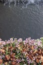 Close up of dry golden brown fallen leaves on a ground amoung blooming small lilac or purple flowers. Dark water with Royalty Free Stock Photo