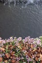 Close up of dry golden brown fallen leaves on a ground amoung blooming small lilac or purple flowers. Dark water with Royalty Free Stock Photo