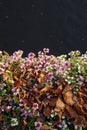 Close up of dry golden brown fallen leaves on a ground amoung blooming small lilac or purple flowers. Dark water with Royalty Free Stock Photo