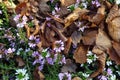 Close up of dry golden brown fallen leaves on a ground amoung blooming small lilac or purple flowers. Full frame. Sunny Royalty Free Stock Photo