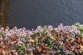 Close up of dry golden brown fallen leaves on a ground amoung blooming small lilac or purple flowers. Sunny autumn day Royalty Free Stock Photo