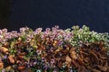 Close up of dry golden brown fallen leaves on a ground amoung blooming small lilac or purple flowers. Sunny autumn day Royalty Free Stock Photo