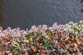 Close up of dry golden brown fallen leaves on a ground amoung blooming small lilac or purple flowers. Sunny autumn day Royalty Free Stock Photo