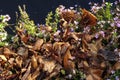 Close up of dry golden brown fallen leaves on a ground amoung blooming small lilac or purple flowers. Sunny autumn day Royalty Free Stock Photo