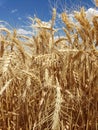 Close up on dry grain wheat standing in a farmers field Royalty Free Stock Photo