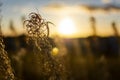 Close-up of dry grass on the field during sunset in autumn, perfect bokeh, beautiful sky, highlights. Perfect background