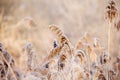 Close-up of dry grass in the frost and shadow on snow Royalty Free Stock Photo