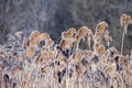 Close-up of dry grass in the frost and shadow on snow Royalty Free Stock Photo