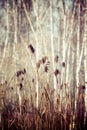 Close-up of dry grass in the frost and shadow on snow Royalty Free Stock Photo
