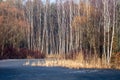 Close-up of dry grass in the frost and shadow on snow Royalty Free Stock Photo