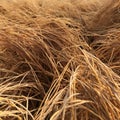 Close up of dry grass texture background, selective focus, shallow DOF Royalty Free Stock Photo