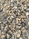 Dry group shell on the ground Royalty Free Stock Photo
