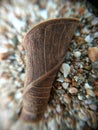 Close up detail Dry leaf on sand beach Royalty Free Stock Photo