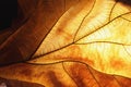 Close-up dry leaf texture background Royalty Free Stock Photo