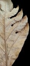 close up of dry leaves of breadfruit tree Royalty Free Stock Photo