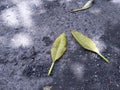 Close-up of dry leaves on a road