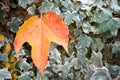 close up of a dry maple orange leaf in front of green leaves of an ivy in a scene of a fall day. The leaf has fallen on other Royalty Free Stock Photo